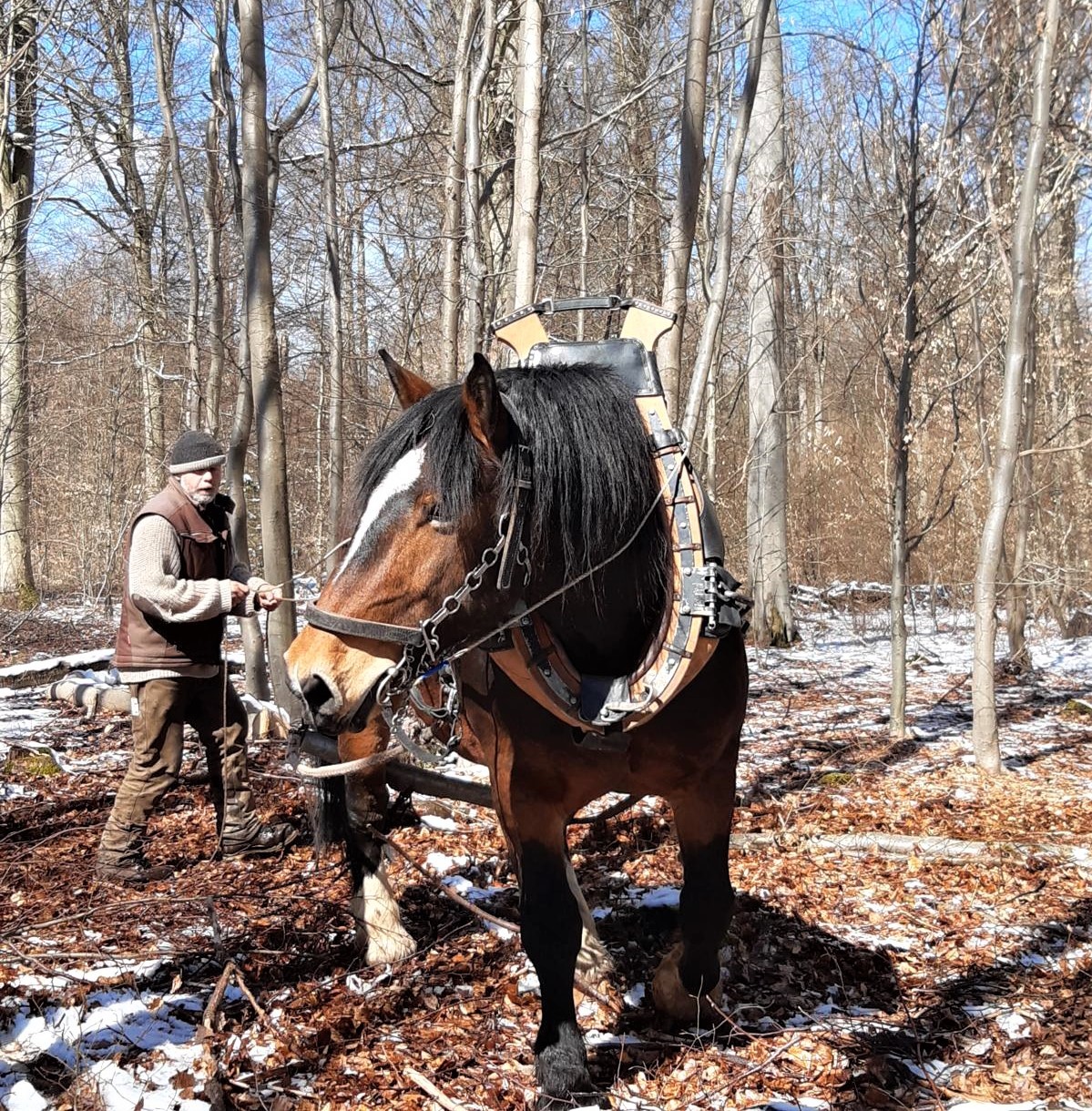 Martin Janner arbeitet mit seinem Rückepferd Magnus im Wald