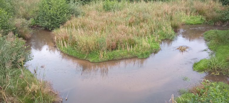 Wiederbelebt: Der Eisbach bei Ebertsheim wird durch die Ansiedlung natürlicher Schwarzerlen in der Aue renaturiert.