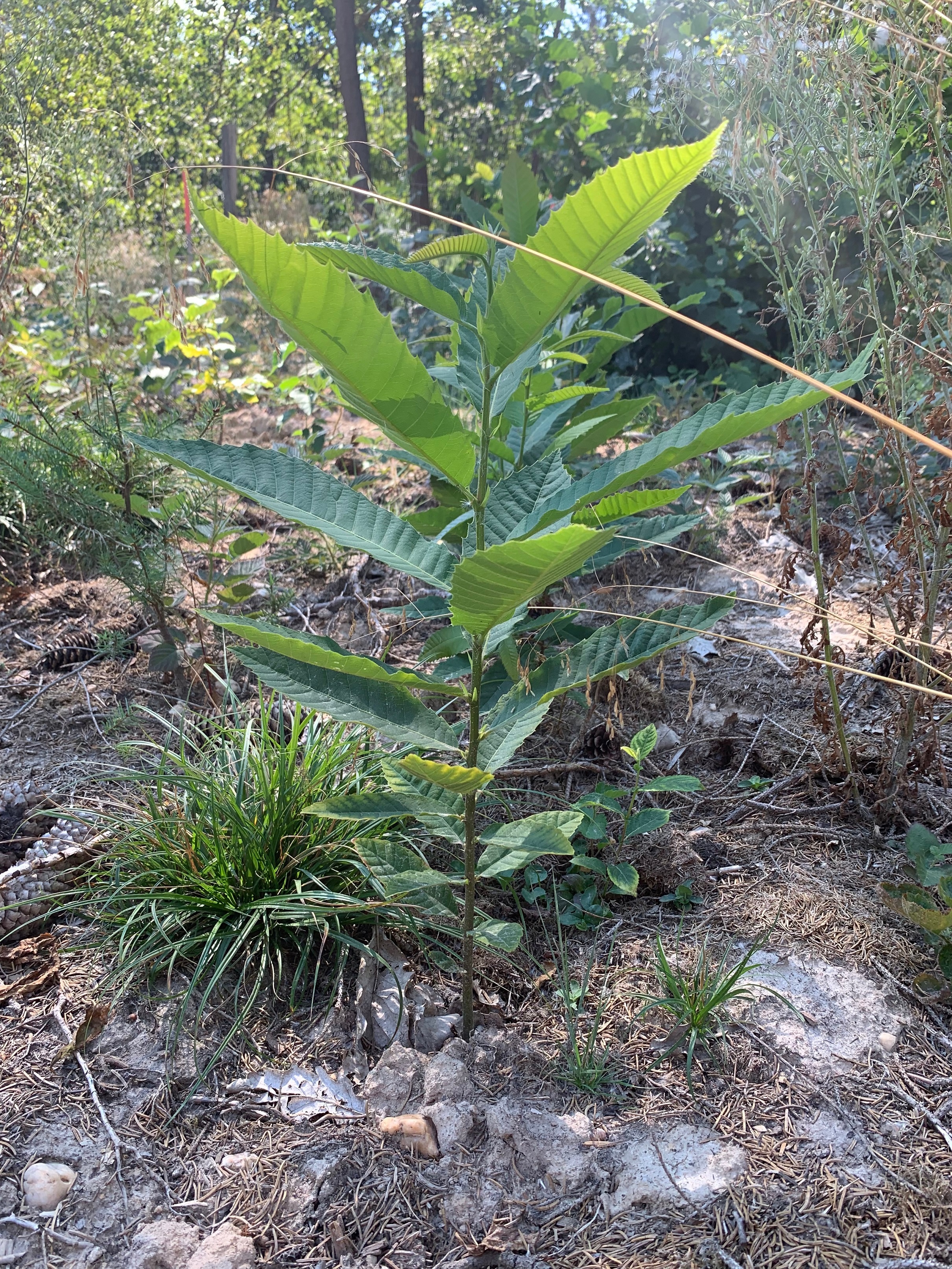 Aus der Saat im November und Dezember 2021 sind die ersten Kastanienbäumchen gewachsen Aus der Saat im November und Dezember 2021 sind die ersten Kastanienbäumchen gewachsen