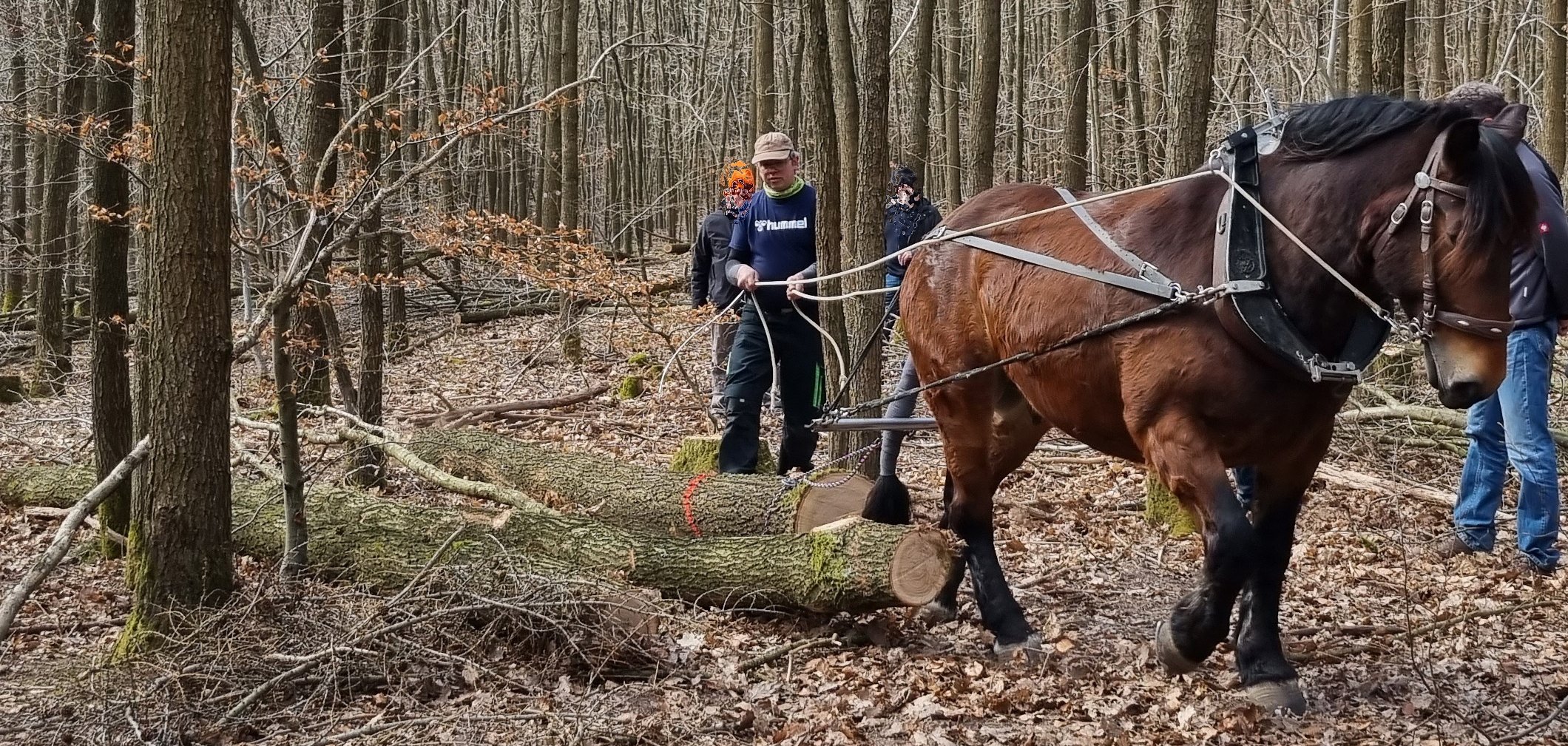 Arbeitseinsatz im Freinsheimer Ganerbernwald. Im Wechsel zieht eins der beiden Rückepferde des Westerwälders Stefan Golz die Stämme bis zur jeweiligen Transportschneise. Das Ökosystem Waldboden wird auf diese Weise geschont. Arbeitseinsatz im Freinsheimer Ganerbernwald. Im Wechsel zieht eins der beiden Rückepferde des Westerwälders Stefan Golz die Stämme bis zur jeweiligen Transportschneise. Das Ökosystem Waldboden wird auf diese Weise geschont.