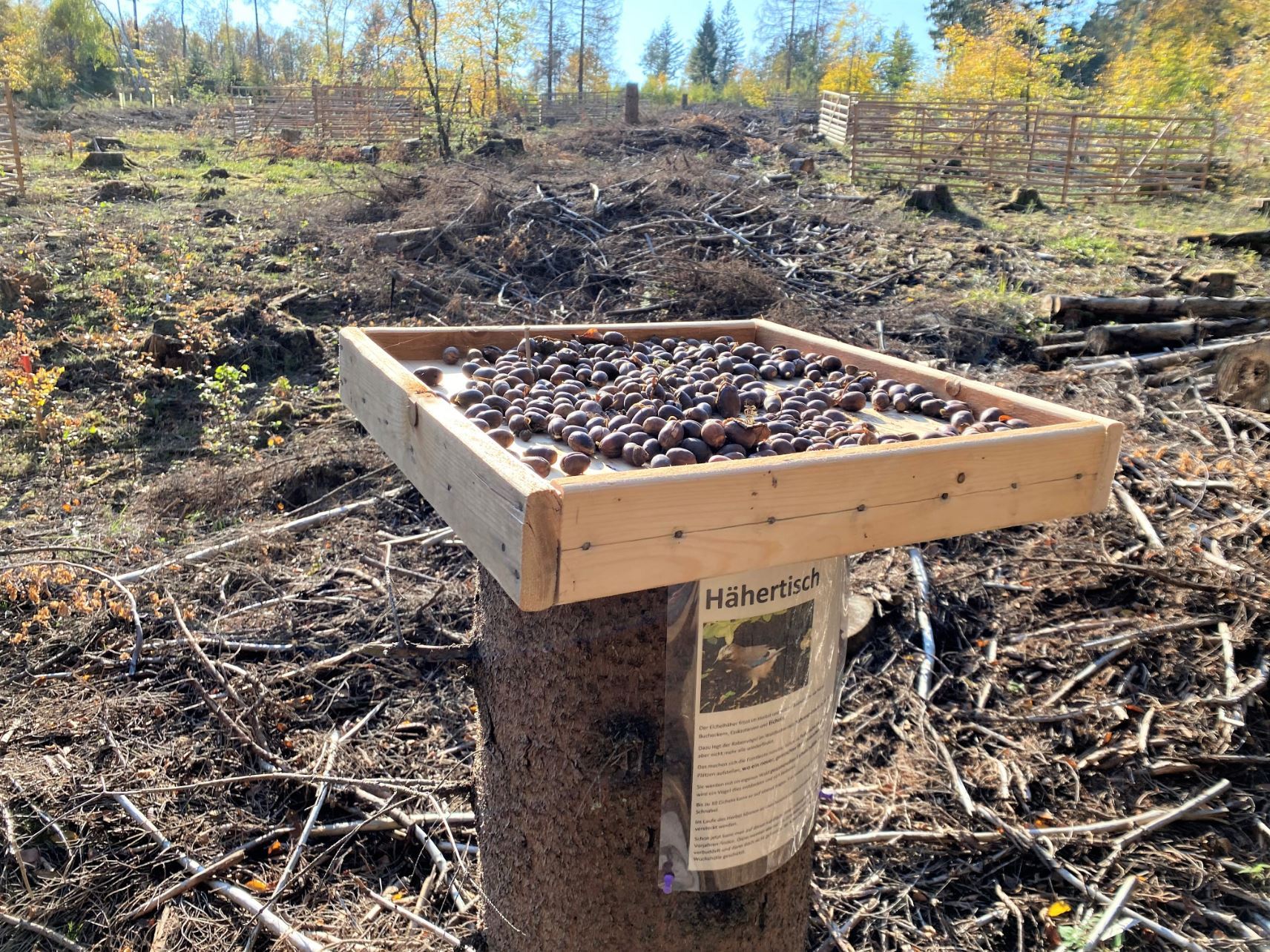 Der Tisch ist gedeckt: Eichelhäher helfen beim Austragen der Eicheln in den Wald und auf Freiflächen