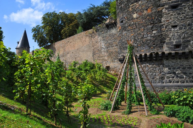 An der Andernacher Stadtmauer wächst und gedeiht es – unter anderem der Hopfen im „Tipi“