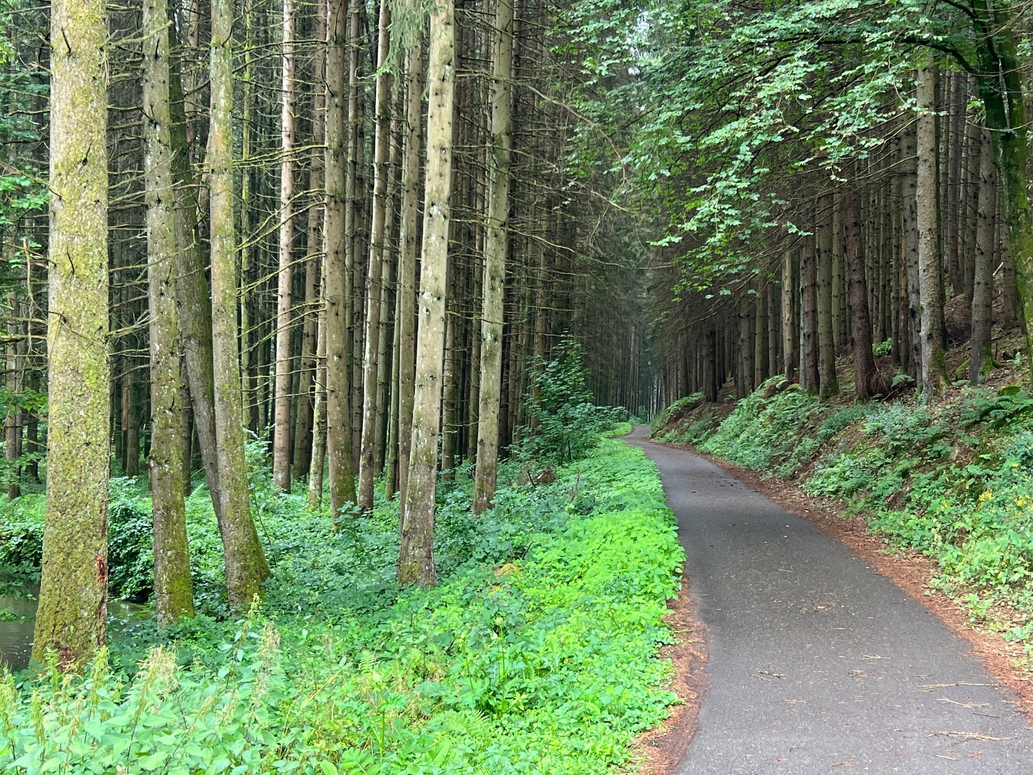Der Zustand im Moosalbtal bisher: Zahlreiche Nadelbäume, ein begradigter Bachlauf Der Zustand im Moosalbtal bisher: Zahlreiche Nadelbäume, ein begradigter Bachlauf