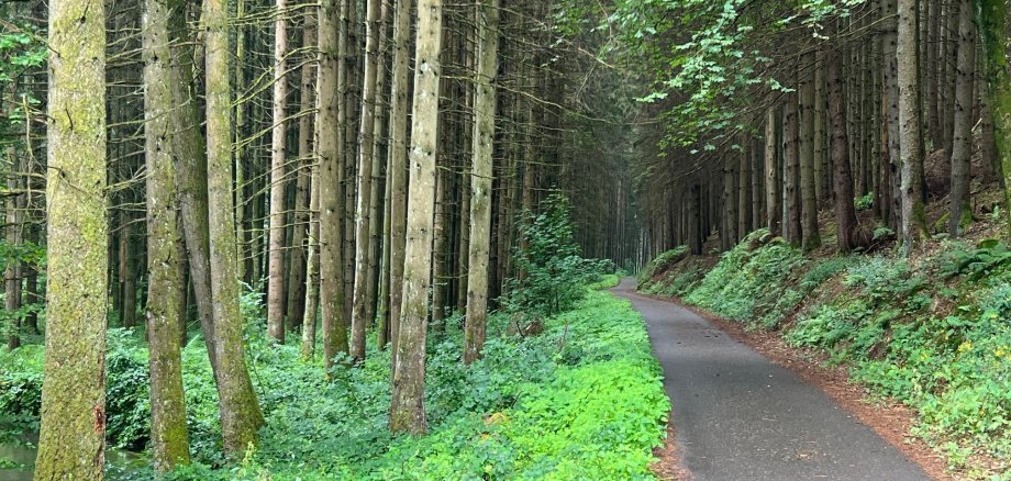 Der Zustand im Moosalbtal bisher: Zahlreiche Nadelbäume, ein begradigter Bachlauf