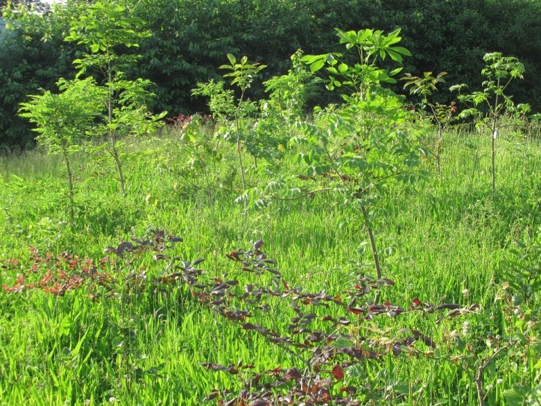 Es grünt in Trier: Die Bäumchen im ersten Tiny Forest der Stadt sind gut angewachsen. 