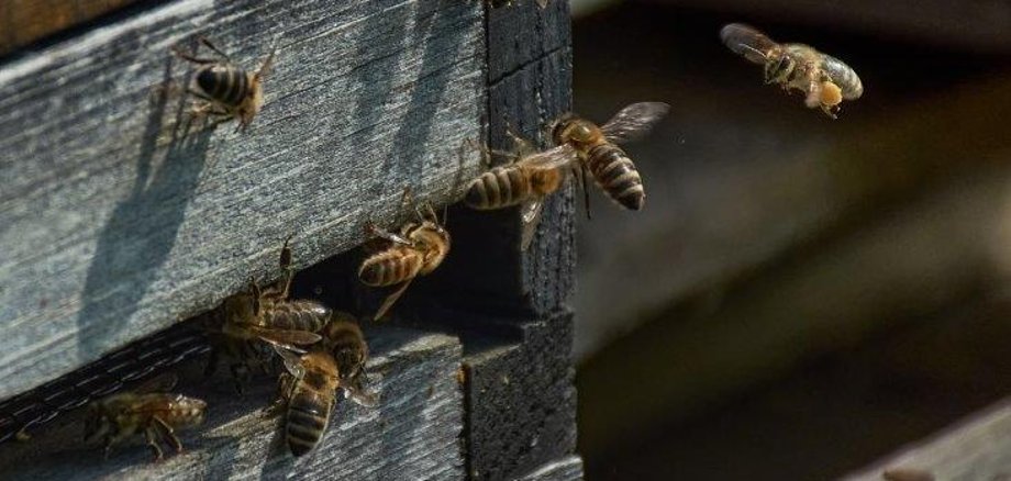 Bienen mit Pollen im Anflug