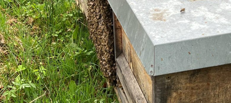 Bienenbeuten auf dem Gemeindegrundstück