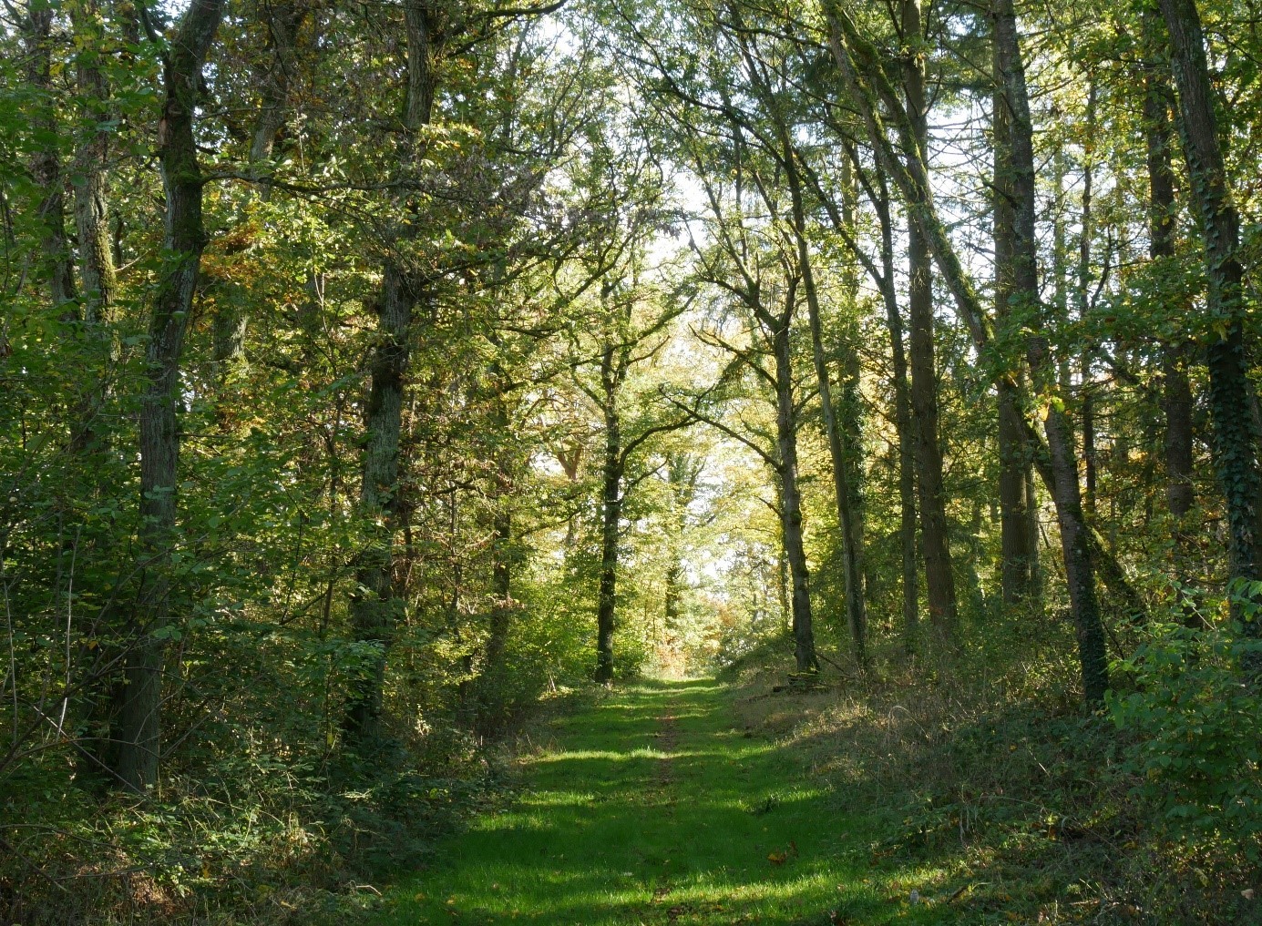 Am Welschberg bei Waldböckelheim sind 40 Hektar Wald stillgelegt. Diesen Baumbestand schätzt Bürgermeister Schmidt ganz besonders Am Welschberg bei Waldböckelheim sind 40 Hektar Wald stillgelegt. Diesen Baumbestand schätzt Bürgermeister Schmidt ganz besonders