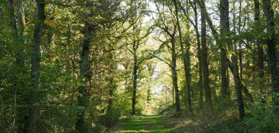 Am Welschberg bei Waldböckelheim sind 40 Hektar Wald stillgelegt. Diesen Baumbestand schätzt Bürgermeister Schmidt ganz besonders