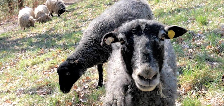Mit der Beweidung durch Schafe wurden auf Streuobstwiesen bereits sehr gute Erfahrungen gemacht. Jetzt sollen die Tiere auch Flächen innerhalb der Stadt Neuwied verbessern – im Sinne des Artenschutzes.