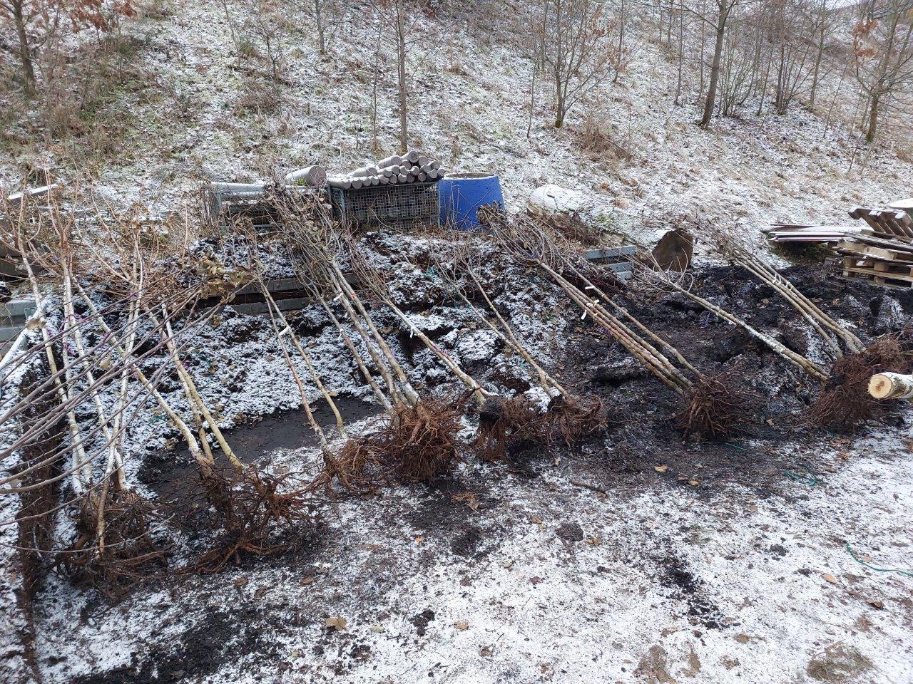 Zum Abholen bereitgelegt: Diese Bäume wurden bei der 2023 gestarteten Aktion vergeben. Zum Abholen bereitgelegt: Diese Bäume wurden bei der 2023 gestarteten Aktion vergeben.